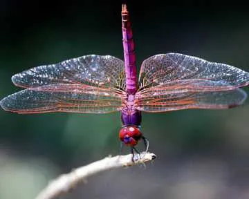 10 1/4 x 10 1/4 Inch Dragonfly Texture Tile Mold for Glass Slumping Kilnwork DT31