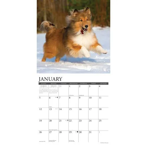 2025 Shelties Wall Calendar