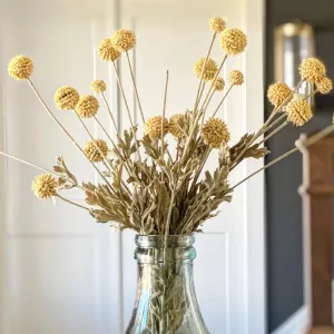 23" Fall Wind Dancer Bush, Cream