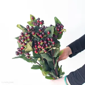 Burgundy Hypericum Berries