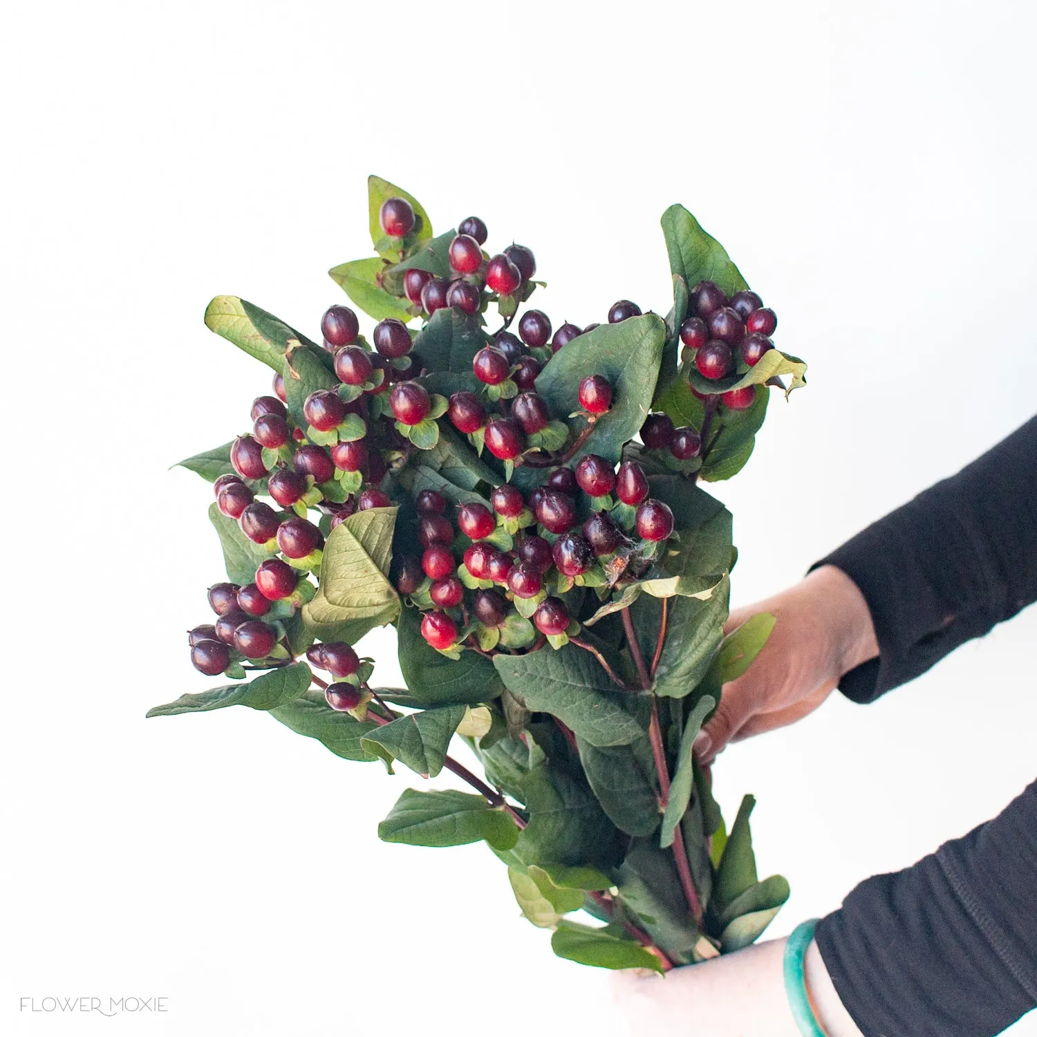 Burgundy Hypericum Berries