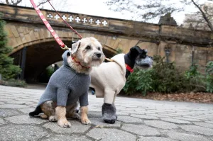 Dog Leads - Original St. Moritz Lead - 3 Color Options
