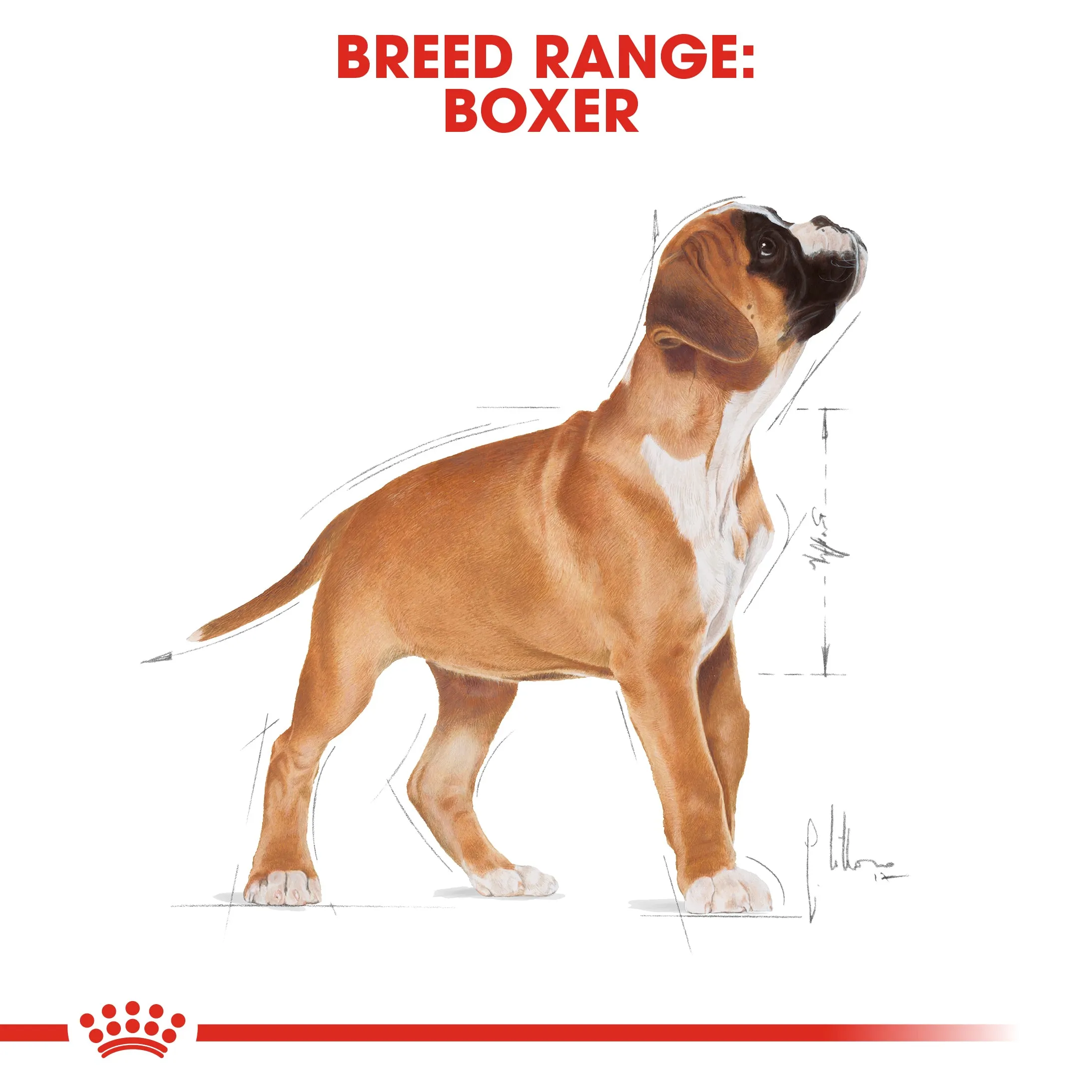 Royal Canin Boxer Puppy/Junior