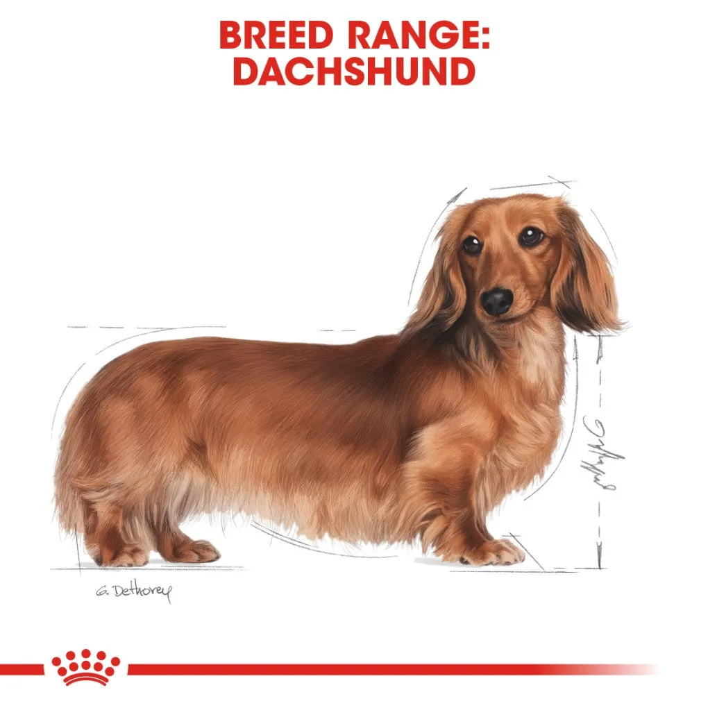 Royal Canin Dachshund Pouches