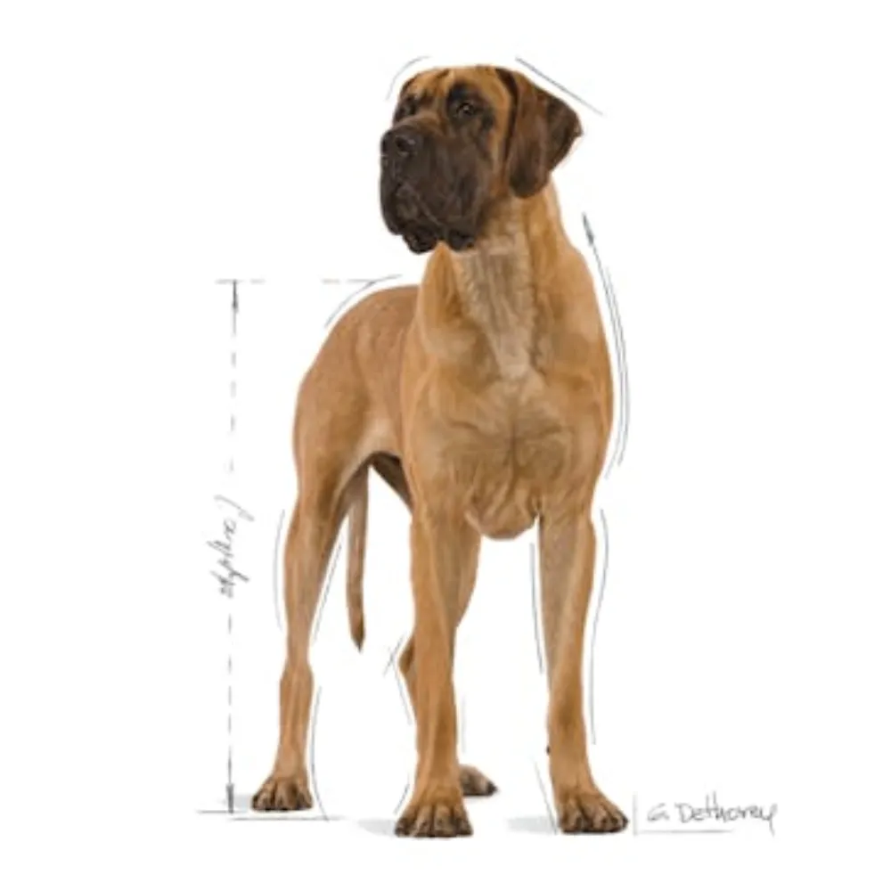 Royal Canin Great Dane