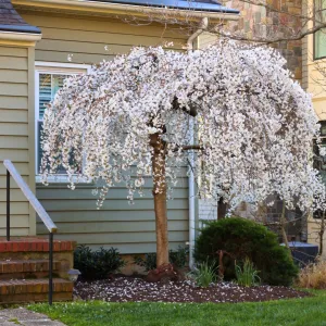 Weeping Yoshino Cherry Tree