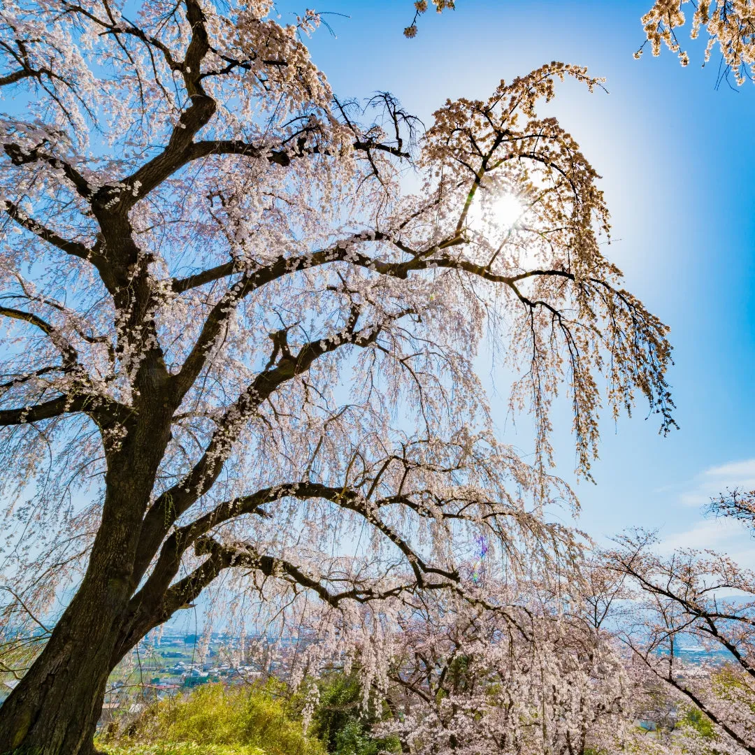 Weeping Yoshino Cherry Tree