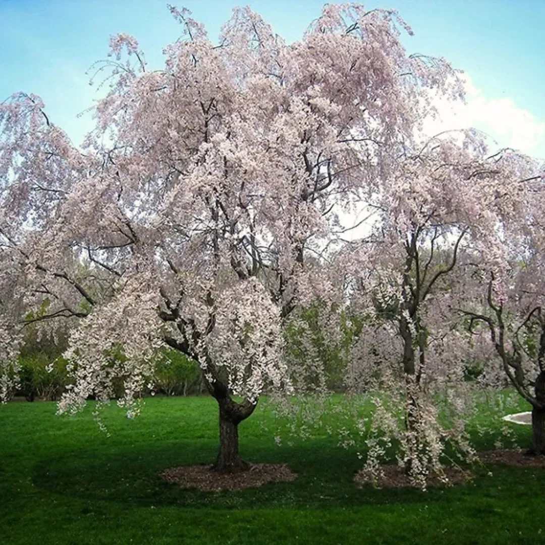 Weeping Yoshino Cherry Tree