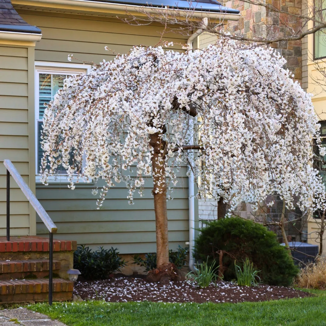 Weeping Yoshino Cherry Tree