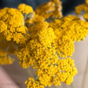 Yellow Yarrow Flower