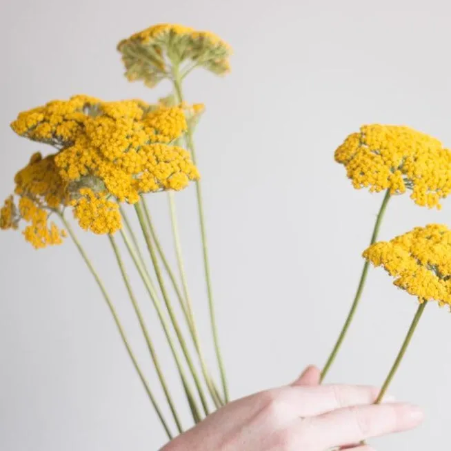 Yellow Yarrow Flower