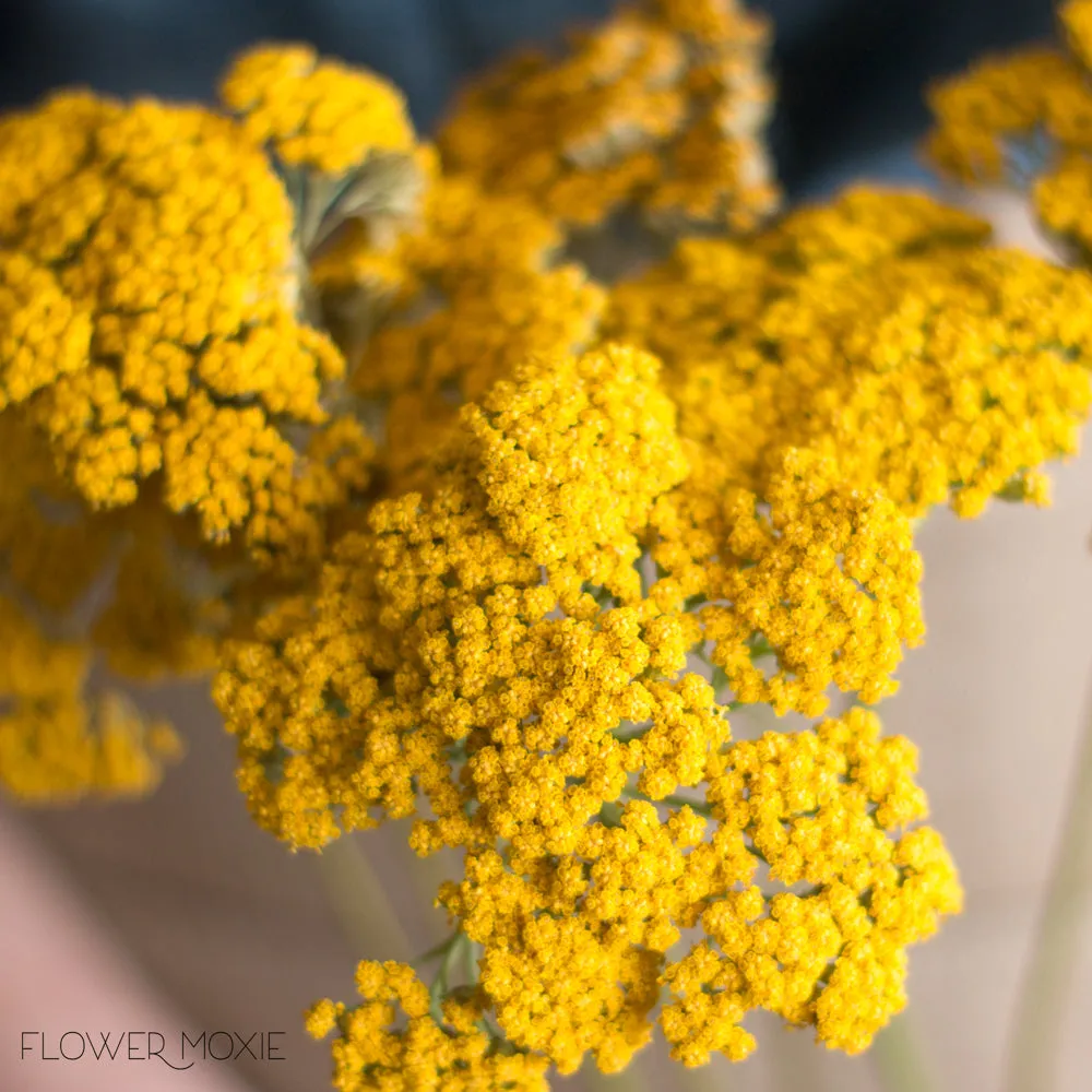 Yellow Yarrow Flower