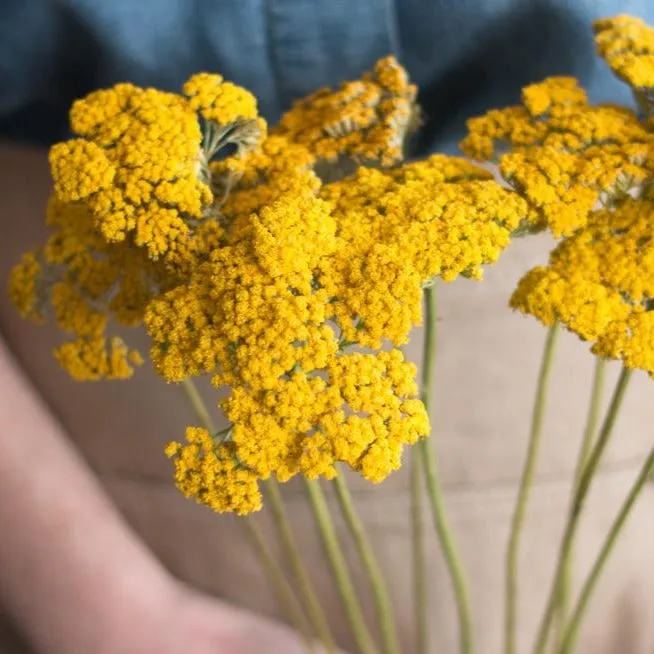 Yellow Yarrow Flower